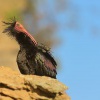 Ibis skalni - Geronticus eremita - Waldrapp - Bald Ibis 5848